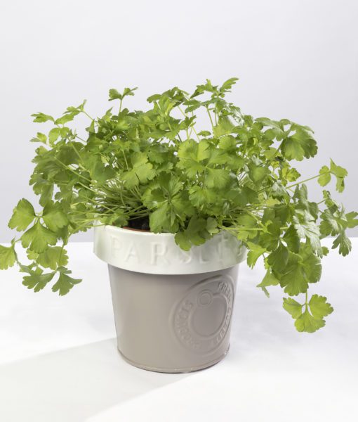 This metal herb pot "Parsley" look lovely on the kitchen sill with herbs in it
